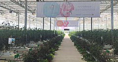 В Китае используют 5G для выращивания томатов
